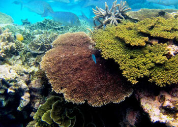 Healthy corals like these on Australia’s Lady Elliot Reef could disappear by the 2030s if climate change is not curbed. (Rebecca Spindler, CC BY-ND)