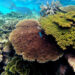 Healthy corals like these on Australia’s Lady Elliot Reef could disappear by the 2030s if climate change is not curbed. (Rebecca Spindler, CC BY-ND)