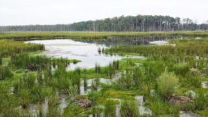 Trees are becoming a ghost forest in parts of the Blackwater National Wildlife Refuge, where sea-level rise and land subsidence are raising water levels. (Ataraxy22 via Wikimedia, CC BY-SA)