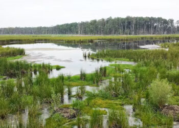 Trees are becoming a ghost forest in parts of the Blackwater National Wildlife Refuge, where sea-level rise and land subsidence are raising water levels. (Ataraxy22 via Wikimedia, CC BY-SA)