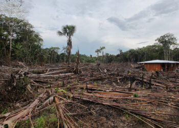 Small-scale deforestation in the Colombian Amazon. (Credit: Rhett A. Butler)