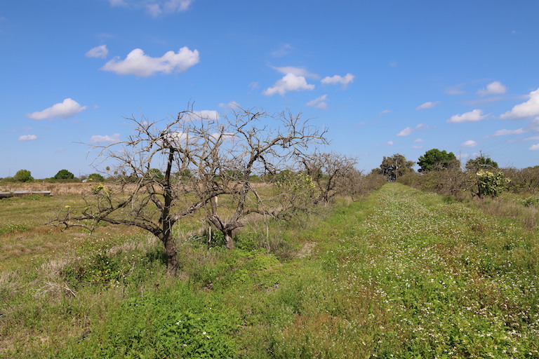 A largely dead grapefruit grove infected with citrus greening disease in Fort Pierce, Florida. (Image by Marlowe Starling for Mongabay.)