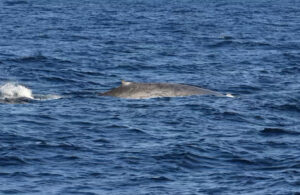 One of the blue whales that was spotted (FIU)