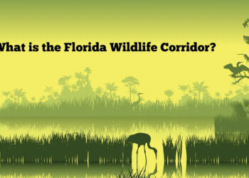 A screenshot from the video, "What is the Florida Wildlife Corridor?" (FAU CES)