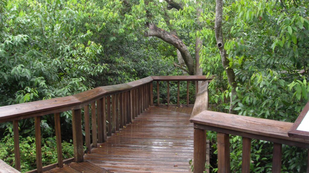 A boardwalk at Gumbo Limbo Nature Center (Dtobias, CC BY-SA 4.0, via Wikimedia Commons)