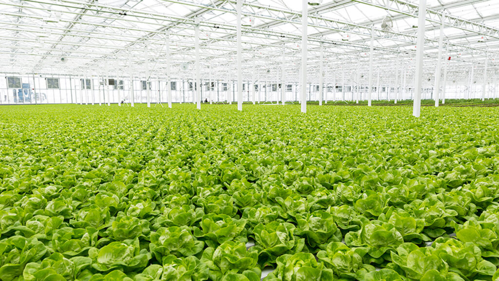 A Canadian greenhouse company only builds greenhouses on rooftops to maximize their land-use efficiency. (Courtesy UF/IFAS)