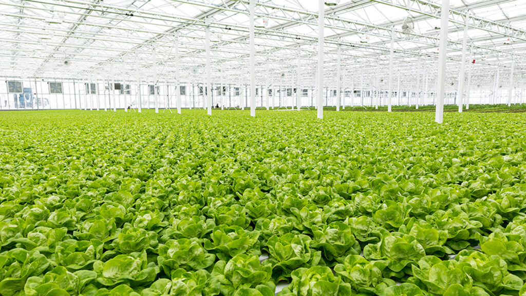 A Canadian greenhouse company only builds greenhouses on rooftops to maximize their land-use efficiency. (Courtesy UF/IFAS)