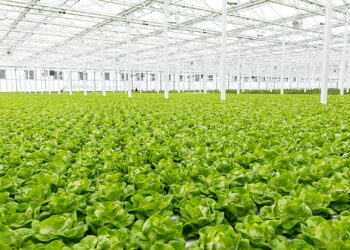 A Canadian greenhouse company only builds greenhouses on rooftops to maximize their land-use efficiency. (Courtesy UF/IFAS)