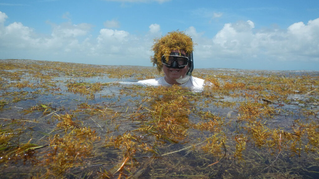 Brian Lapointe, Ph.D., conducting fieldwork as he is immersed in sargassum. (FAU)
