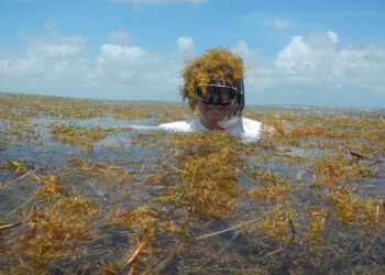 Brian Lapointe, Ph.D., conducting fieldwork as he is immersed in sargassum. (FAU)