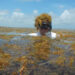 Brian Lapointe, Ph.D., conducting fieldwork as he is immersed in sargassum. (FAU)