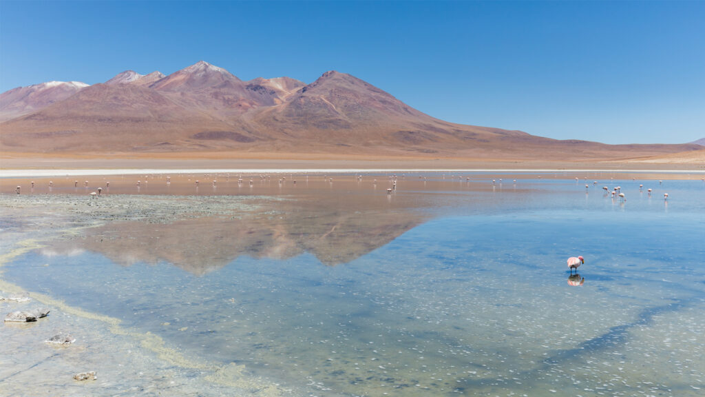 Laguna Cañapa in Bolivia (Diego Delso, CC BY-SA 4.0, via Wikimedia Commons)
