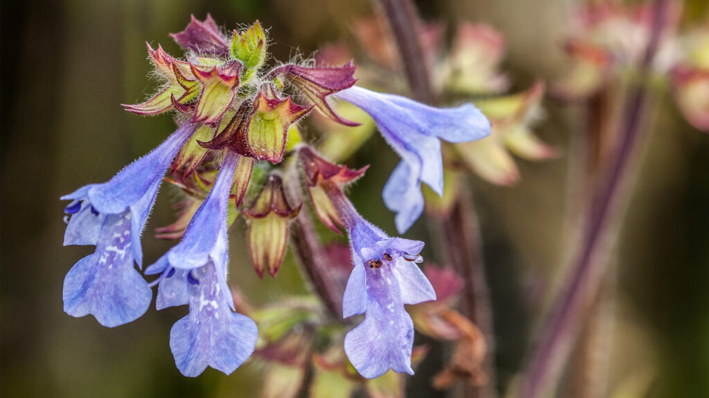 Lyreleaf sage (iStock image)