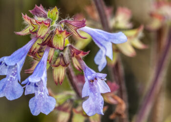 Lyreleaf sage (iStock image)