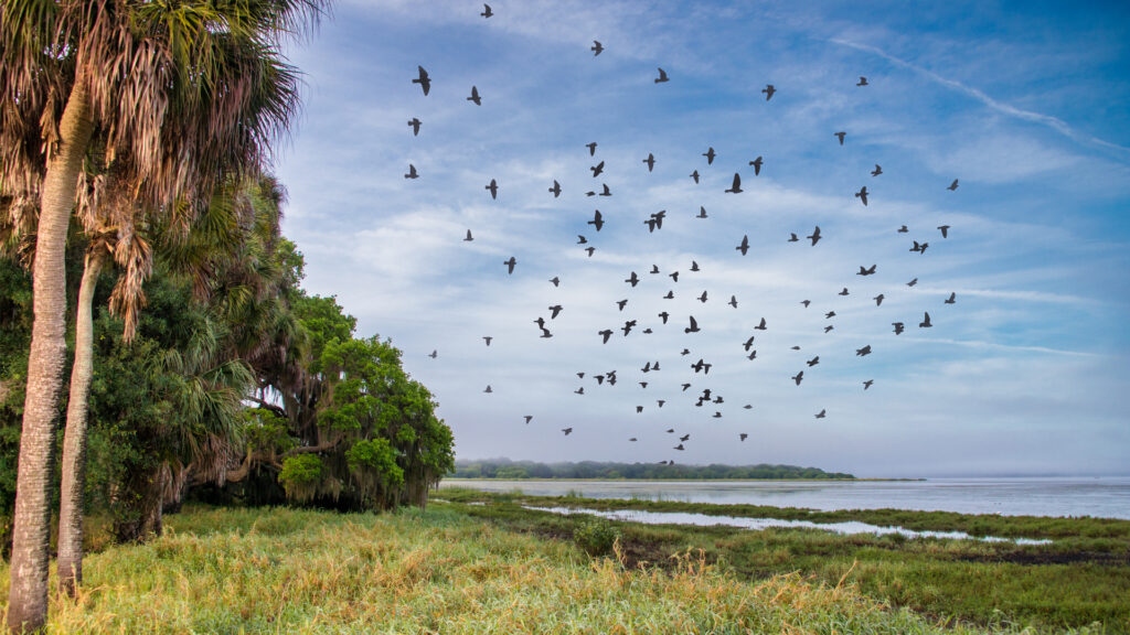 Birds fly overhead at Myakka State Park, one of the natural areas that is part of the Florida Wildlife Corridor. (iStock image)
