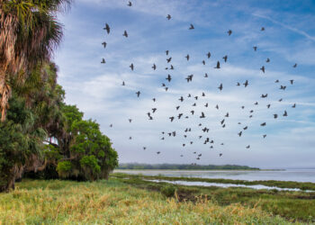 Birds fly overhead at Myakka State Park, one of the natural areas that is part of the Florida Wildlife Corridor. (iStock image)
