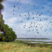 Birds fly overhead at Myakka State Park, one of the natural areas that is part of the Florida Wildlife Corridor. (iStock image)