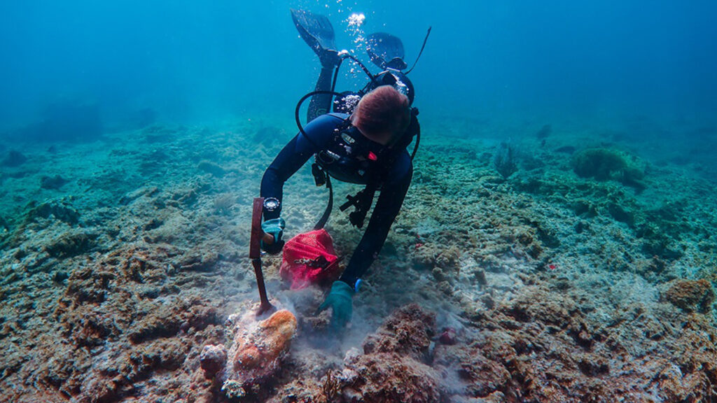 Alex Modys, Ph.D., diving at the coral death assemblage in Pompano Ridge and digging up a subfossil coral, Orbicella annularis. (Photo credit: Anton Olenik, Ph.D., Florida Atlantic University)