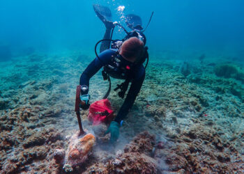 Alex Modys, Ph.D., diving at the coral death assemblage in Pompano Ridge and digging up a subfossil coral, Orbicella annularis. (Photo credit: Anton Olenik, Ph.D., Florida Atlantic University)