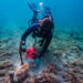 Alex Modys, Ph.D., diving at the coral death assemblage in Pompano Ridge and digging up a subfossil coral, Orbicella annularis. (Photo credit: Anton Olenik, Ph.D., Florida Atlantic University)