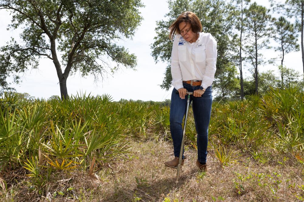 Dr. Maria Silveira, a UF/IFAS professor of soil, water and ecosystem sciences, takes soil samples. (Courtesy, Cat Wofford, UF/IFAS photography)