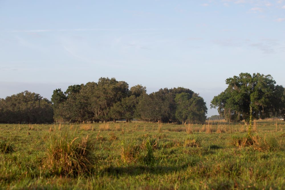 Grazing land at the UF/IFAS Range Cattle Research and Education Center. (Courtesy Cat Wofford, UF/IFAS photography)