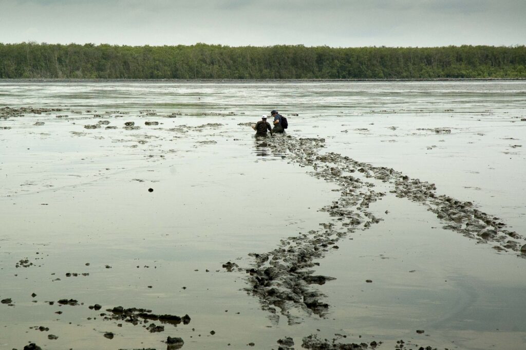 Tidal flats fringe much of the world's coastline, and are similar in area globally to mangrove ecosystems. Here, extensive tidal flats are exposed at low tide off the East coast of Sumatra, Indonesia. (Photo by Nicholas Murray)