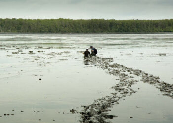 Tidal flats fringe much of the world's coastline, and are similar in area globally to mangrove ecosystems. Here, extensive tidal flats are exposed at low tide off the East coast of Sumatra, Indonesia. (Photo by Nicholas Murray)