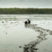 Tidal flats fringe much of the world's coastline, and are similar in area globally to mangrove ecosystems. Here, extensive tidal flats are exposed at low tide off the East coast of Sumatra, Indonesia. (Photo by Nicholas Murray)
