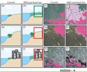 Wetlands before and after sea-level rise: Illustrations paired with satellite images and models of those examples with sea-level rise show how wetlands can migrate (a-d) or be blocked by elevation (e-h) or human infrastructure (i-l). Dark pink areas are current wetlands. Light pink indicates future wetlands. Black indicates urban areas that prevent migration. The examples are from Apalachicola River Delta, Fla.; Laguna Madre, Texas; and Tampa Bay, Fla. (Nicholas M. Enwright, Kereen T. Griffith, Michael J. Osland/U.S. Geological Survey)