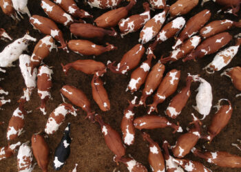 Cattle emit a lot of methane, but they also provide livelihoods and environmental services. (iStock image)
