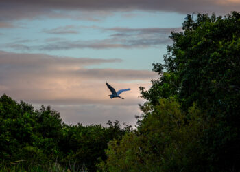 Dawn at Lake Okeechobee, the headwaters of Florida's Everglades. (Patrick Farrell for WLRN)