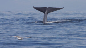 The tail of a blue whale (Gregory "Slobirdr" Smith, CC BY-SA 2.0, via Wikimedia Commons)