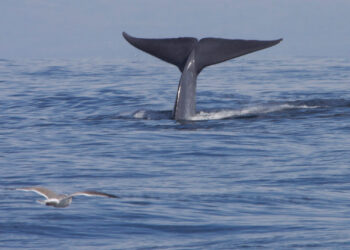 The tail of a blue whale (Gregory "Slobirdr" Smith, CC BY-SA 2.0, via Wikimedia Commons)