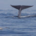 The tail of a blue whale (Gregory "Slobirdr" Smith, CC BY-SA 2.0, via Wikimedia Commons)