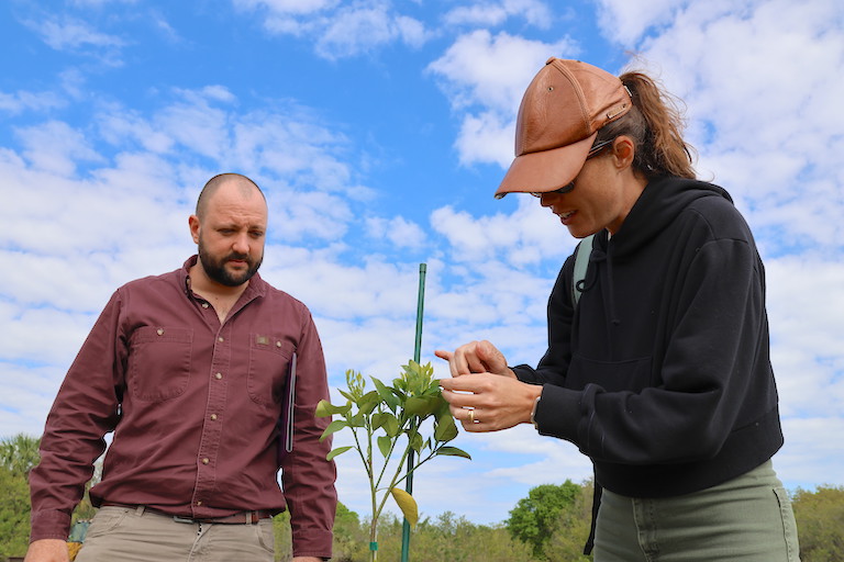 Alejandro Forlin and Victoria Coll-Araoz from the Semion team check for psyllids on a young Valencia orange tree at one of their testing sites in Fort Pierce, Florida. (Image by Marlowe Starling for Mongabay)