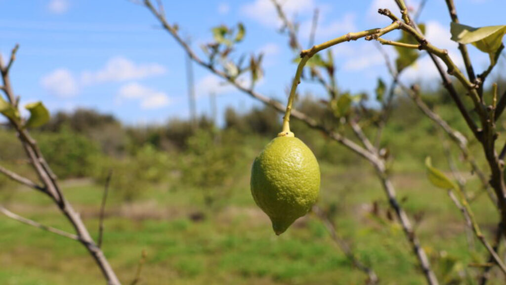 Fruit affected by citrus greening disease, such as this lemon in a Florida grove, turn green. (Image by Marlowe Starling for Mongabay)
