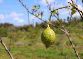 Fruit affected by citrus greening disease, such as this lemon in a Florida grove, turn green. (Image by Marlowe Starling for Mongabay)