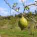 Fruit affected by citrus greening disease, such as this lemon in a Florida grove, turn green. (Image by Marlowe Starling for Mongabay)