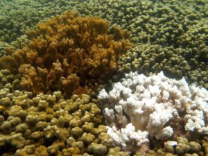 Corals in Kaneohe Bay, Hawaii during 2014 and 2015 warming events in which over 80% of corals were affected. Some species and individuals, like the coral at left, were resistant to warming. (Claire Lager, Smithsonian, CC BY-ND)