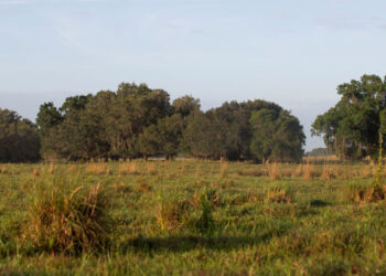 Grazing land at the UF/IFAS Range Cattle Research and Education Center. (Courtesy Cat Wofford, UF/IFAS photography)
