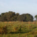 Grazing land at the UF/IFAS Range Cattle Research and Education Center. (Courtesy Cat Wofford, UF/IFAS photography)