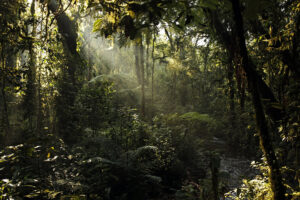 The continent’s forests, like this forest in Uganda's Bwindi Impenterable National Park, are crucial carbon sinks. (iStock image)