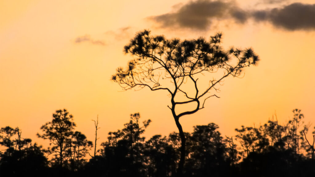 Pine rocklands in the Florida Everglades. These forests take root in the exposed limestone substrate of South Florida. Though the rugged terrain is canopied almost entirely by slash pine, the understory boasts a diverse assemblage of flora, including species that grow only in the local area. (iStock image)