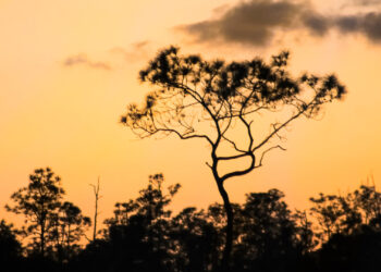 Pine rocklands in the Florida Everglades. These forests take root in the exposed limestone substrate of South Florida. Though the rugged terrain is canopied almost entirely by slash pine, the understory boasts a diverse assemblage of flora, including species that grow only in the local area. (iStock image)