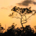 Pine rocklands in the Florida Everglades. These forests take root in the exposed limestone substrate of South Florida. Though the rugged terrain is canopied almost entirely by slash pine, the understory boasts a diverse assemblage of flora, including species that grow only in the local area. (iStock image)