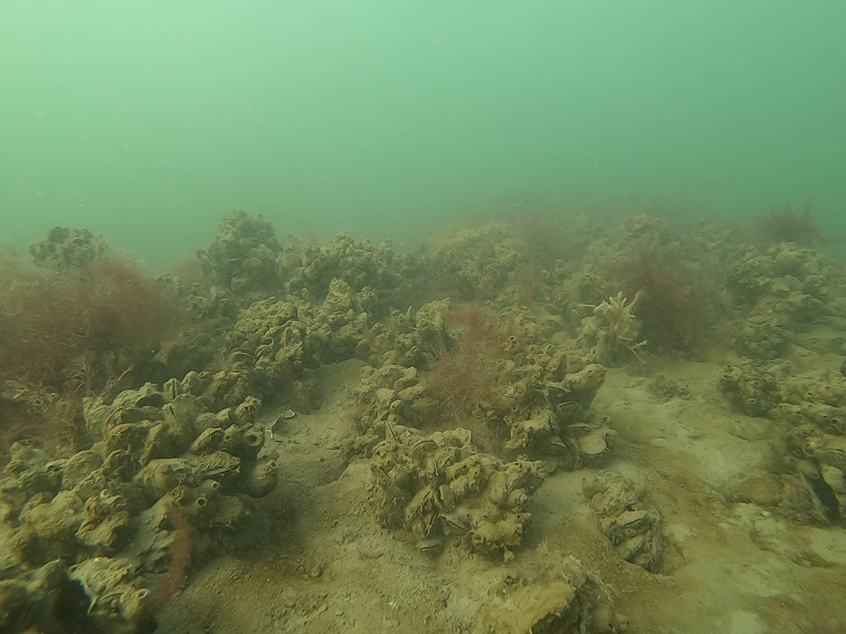 A 10-year old restoration reef in Harris Creek, a tributary of the Choptank River directly across Chesapeake Bay. (Courtesy Smithsonian Environmental Research Center)