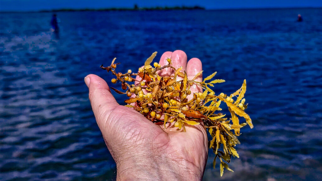 Sargassum in Cuba’s Villa Clara province. (Image by lezumbalaberenjena via Flickr, CC BY-NC-ND 2.0)