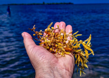 Sargassum in Cuba’s Villa Clara province. (Image by lezumbalaberenjena via Flickr, CC BY-NC-ND 2.0)