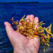 Sargassum in Cuba’s Villa Clara province. (Image by lezumbalaberenjena via Flickr, CC BY-NC-ND 2.0)